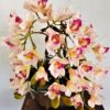 Kompozycja ze storczyków cymbidium piękne gumowe kwiaty w dużej lustrzanej donicy